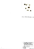 藏品(棲狀褐茸藻)的圖片